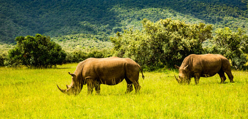 Fototapeta premium A rhinoceros (rhino) at the rhinoceros sanctuary near Lemek, Kenya, africa.