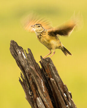 a Rufas-naped lark with wings blurred on the Masai Mara savannah, Kenya