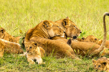 A pride of lions  (female and cubs) in the tall green grass on the savannah of the masai mara, Kenya.