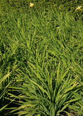 Green foliage background. View of Hemerocalis citrina, also known as Citron Daylily, long and green leaves growing in the garden. 