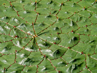 Giant Lotus Detail