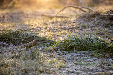 風景素材　寒い冬の晴れた日の琵琶湖畔の朝