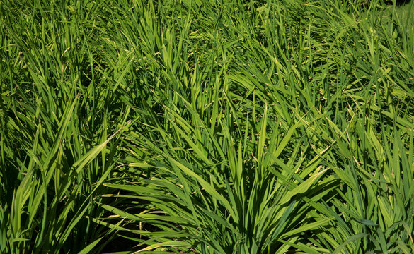 Green foliage background. View of Hemerocalis citrina, also known as Citron Daylily, long and green leaves growing in the garden. 