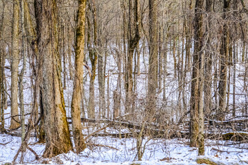 Snow in Winter Forest