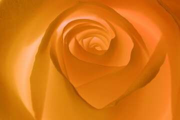 Fototapeta na wymiar 2nd Chakra (SACRAL) rose, used for lovely reiki healing and meditation. 