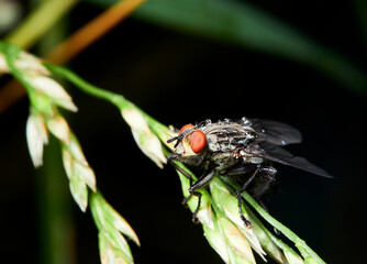 fly on a leaf