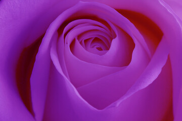 6th Chakra (THIRD EYE) rose, used for healing and reiki.