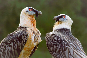 Pair of bearded Vultures in breeding plumage.