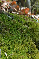 moss