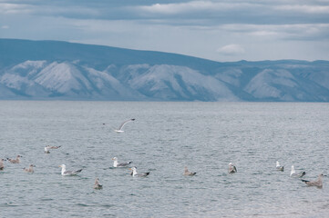 View of Lake Baikal in Siberia with a cape, cloudy sky and seagulls