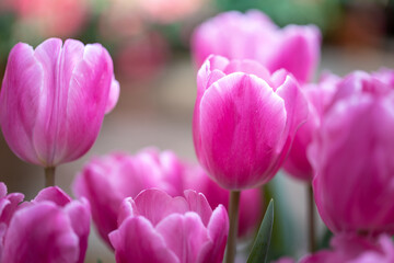 Fototapeta premium Beautiful bouquet of tulips. colorful tulips. nature background