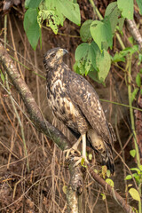 Pacaya Samiria Reserve, Peru. Juvenile great black hawk in a tree.