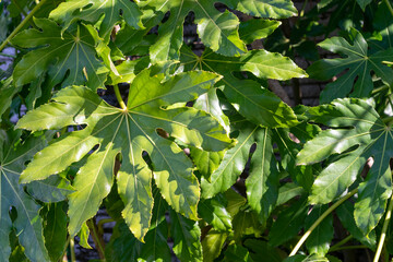 艶やかな緑のヤツデの葉