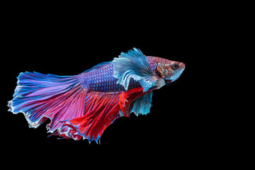 Halfmoon Betta fighting fish in Thailand on isolated black background. The moving moment beautiful...