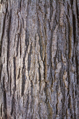 Texture tree