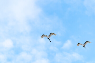 Pacaya Samiria Reserve, Peru. Great egrets flying.