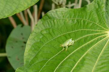 Puerto Miguel, Peru. Orinoco lime tree frog (Sphaenorhynchus lacteus) sitting on a large leaf.