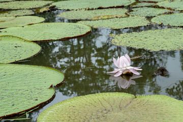 Puerto Miguel, Peru. Giant lily pads (Victoria amazonia).