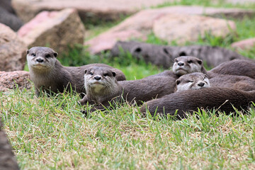 A Family of Otters Relaxing and Looking at the Camera