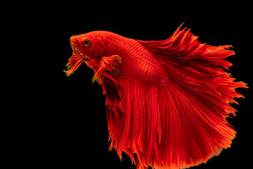 Obraz premium Halfmoon Betta fighting fish in Thailand on isolated black background. The moving moment beautiful of red Siamese betta fish with copy space.