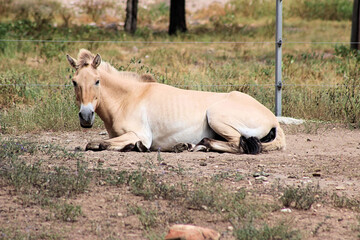 Przewalski's horse or Takhi a Mongolian Wild Horse in a zoo