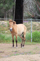 Fototapeta premium Przewalski's horse or Takhi a Mongolian Wild Horse in a zoo