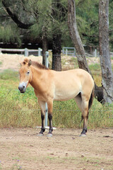 Naklejka na ściany i meble Przewalski's horse or Takhi a Mongolian Wild Horse in a zoo