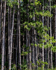 Obraz premium Forest Pine Trees