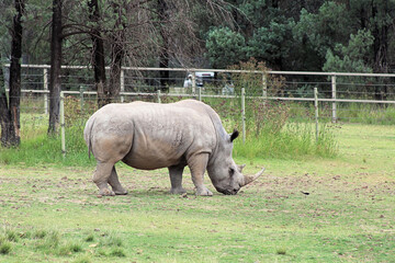 White Rhinoceros Ceratotherium simum at Taronga Western Plains Zoo