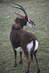 scimitar oryx 