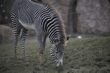 zebra