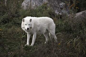 polar wolf