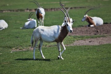 scimitar-horned oryx