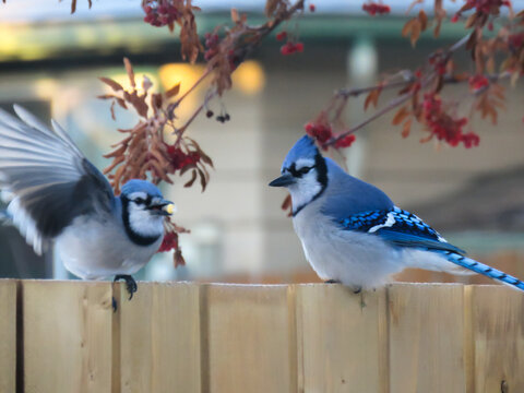 Blue Jays couple