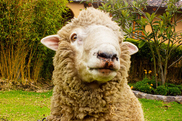 Oveja de granja, Carnero o Borrego, La oveja (Ovis orientalis aries) es un mamífero cuadrúpedo...