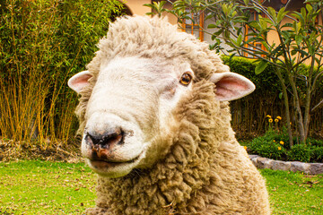 Oveja de granja, Carnero o Borrego, La oveja (Ovis orientalis aries) es un mamífero cuadrúpedo ungulado doméstico