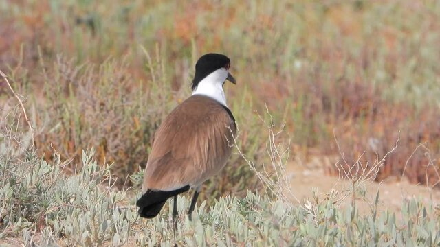 A lonely lapwing in the arid land.Nature black white brown natural film footage birds animal wild wildlife birding ornithology documentary tele zoom Northern White-headed Vanellus albiceps Southern 4K