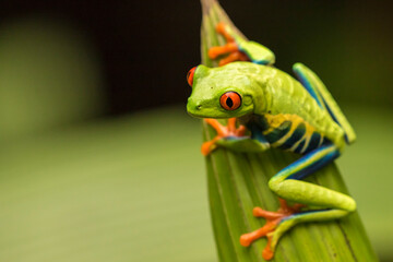 Costa Rica. Red-eyed tree frog close-up.