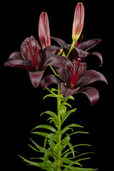 Dark burgundy flower of lily, isolated on black background