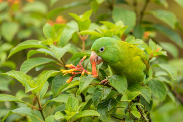 Costa Rica, La Paz River Valley. Captive orange-chinned parakeet feeding on flowers.