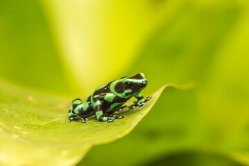 Costa Rica, La Paz River Valley. Captive black and green poison dart frog in La Paz Waterfall Garden.