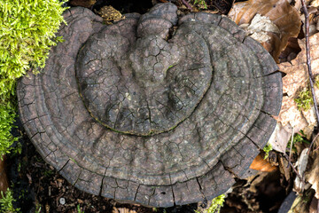 Fruiting Body of an Old Fungus