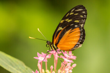Fototapeta na wymiar Costa Rica, La Paz River Valley. Captive heliconia hecale butterfly in La Paz Waterfall Garden.