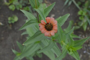 Photograph of orange flower in zenith through its green leaves
