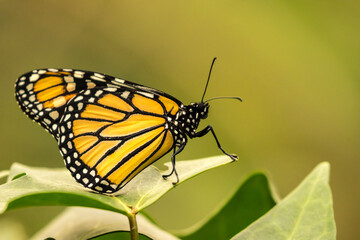 Costa Rica, La Paz River Valley. Captive monarch butterfly in La Paz Waterfall Garden.