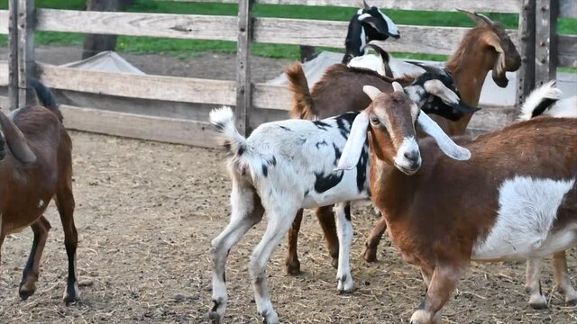 close-up of anglo nubian goat run in cordoba argentina farm 2021