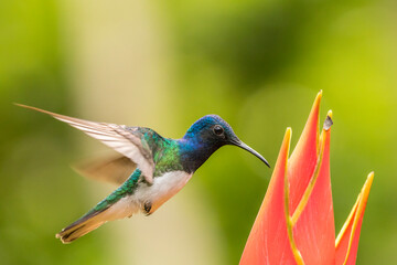 Costa Rica, Sarapique River Valley. Male white-necked jacobin feeding on heliconia.