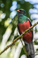 Costa Rica, La Selva Biological Station. Slaty-tailed trogon on limb.