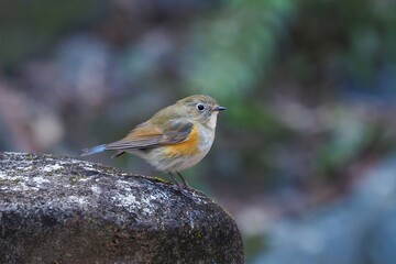 岩の上でくつろぐルリビタキ メス