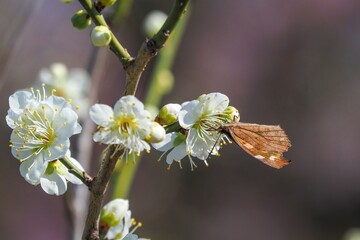 満開の白梅の花の蜜を吸うテングチョウ